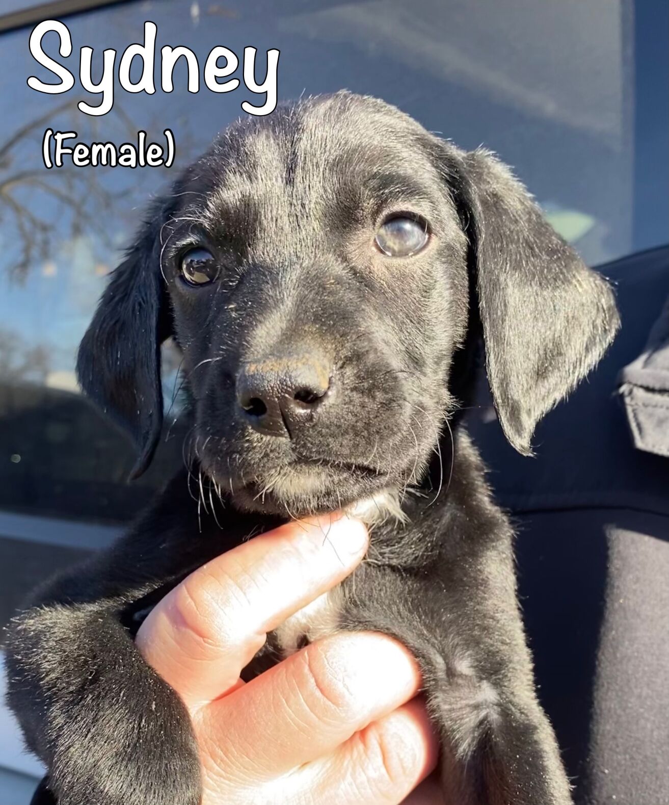 Sydney